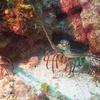 Picture taken during the dive