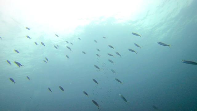 Hippo Divers - Dive Center in Thailand