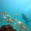 Picture taken during the dive