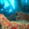 Picture taken during the dive