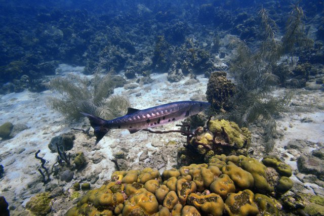 Archipel Plongée - Dive Center in France