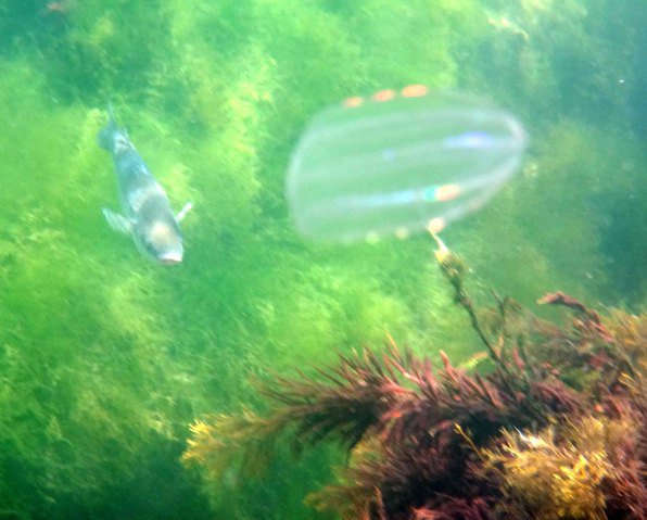 Subaquasport - Dive Center in Romania