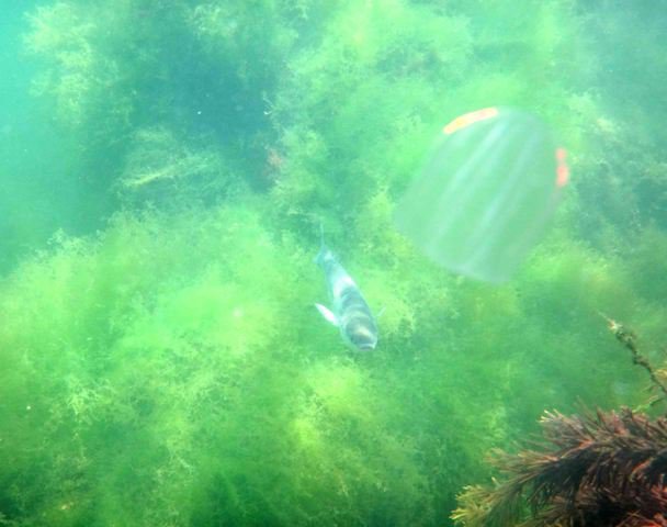 Subaquasport - Dive Center in Romania