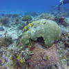 Picture taken during the dive