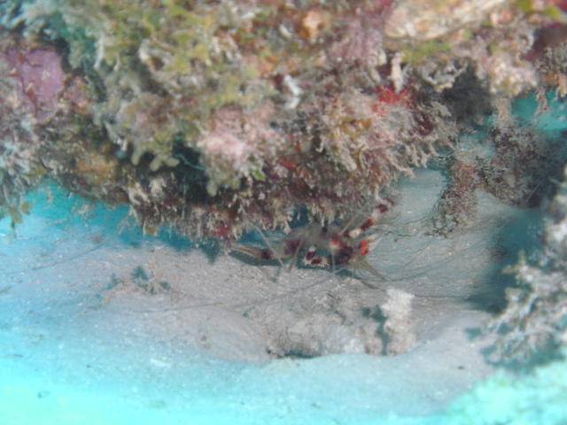 New England Dive - Dive Center in United States
