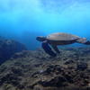 Picture taken during the dive