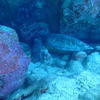 Picture taken during the dive