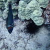 Picture taken during the dive