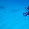 Picture taken during the dive