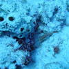 Picture taken during the dive