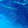 Picture taken during the dive