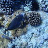Picture taken during the dive