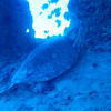 Picture taken during the dive