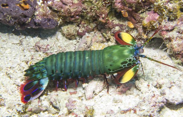 Diving in Tanzanie, Mnemba Island - By Alexandre Ripert