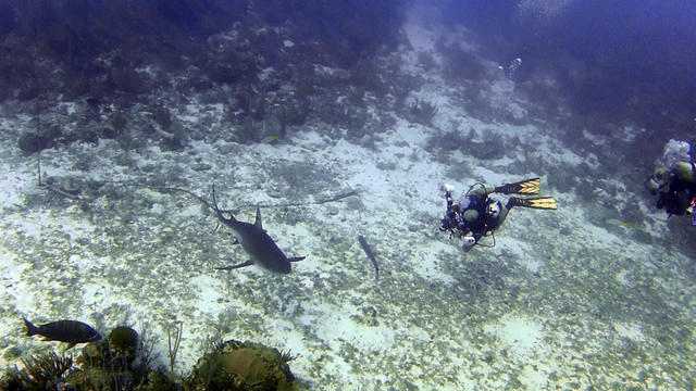 Diving in Îles Caïmans, Grand Cayman - By Alf