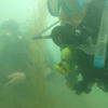 Picture taken during the dive