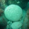Picture taken during the dive