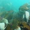 Picture taken during the dive