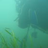 Picture taken during the dive