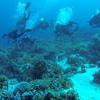 Picture taken during the dive
