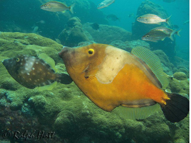 Nautilus - Dive Center