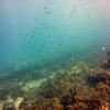Picture taken during the dive