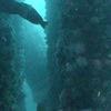 Picture taken during the dive