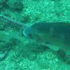 Picture taken during the dive