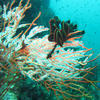 Picture taken during the dive