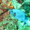 Picture taken during the dive