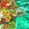 Picture taken during the dive