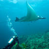 Picture taken during the dive