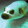 Picture taken during the dive