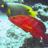 Picture taken during the dive