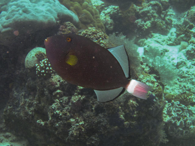 Borneo Divers & Sea Sports-Sabah - Dive Center in Malaisie