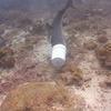 Picture taken during the dive