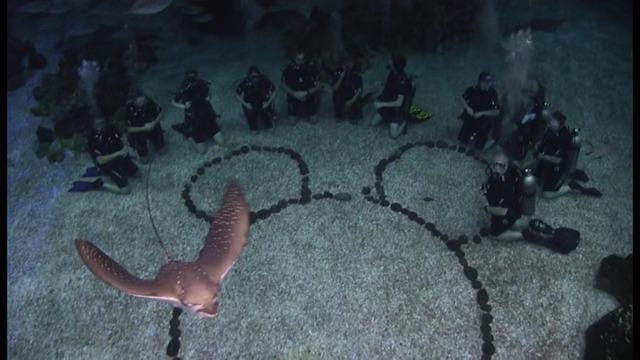 Diving in Estados Unidos, Orlando, FL - By Jimb