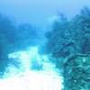 Picture taken during the dive