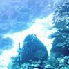 Picture taken during the dive