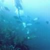 Picture taken during the dive