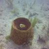 Picture taken during the dive