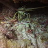 Picture taken during the dive