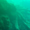 Picture taken during the dive