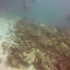 Picture taken during the dive