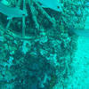 Picture taken during the dive