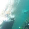 Picture taken during the dive