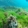 Picture taken during the dive