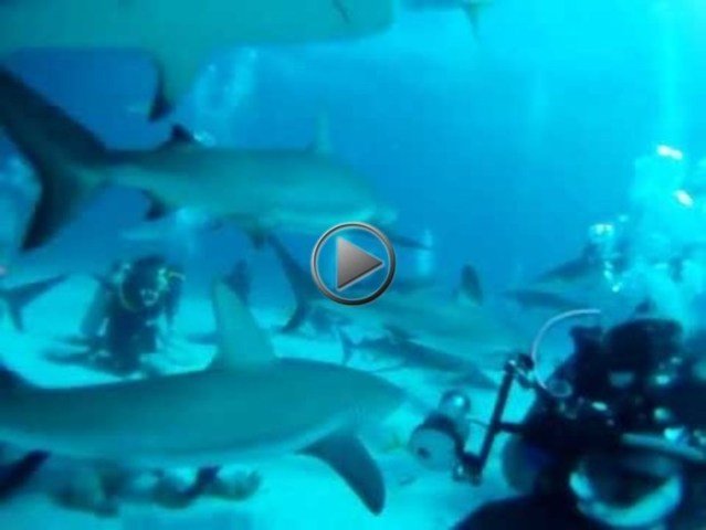 Stewart Cove - Dive Center in Bahamas