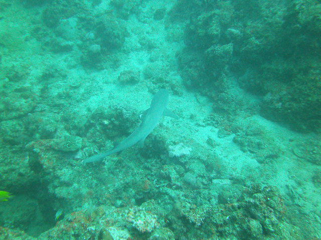 RA Divers Fiji-Volivoli Beach - Dive Center