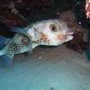 Picture taken during the dive
